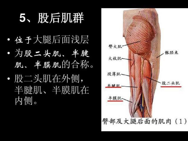 开云官网-阿尔卡拉斯和德约的共同体会：大腿后侧太重要了！
